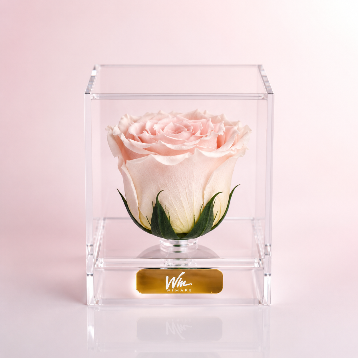 Blush Pearl (Rosa Preservada)