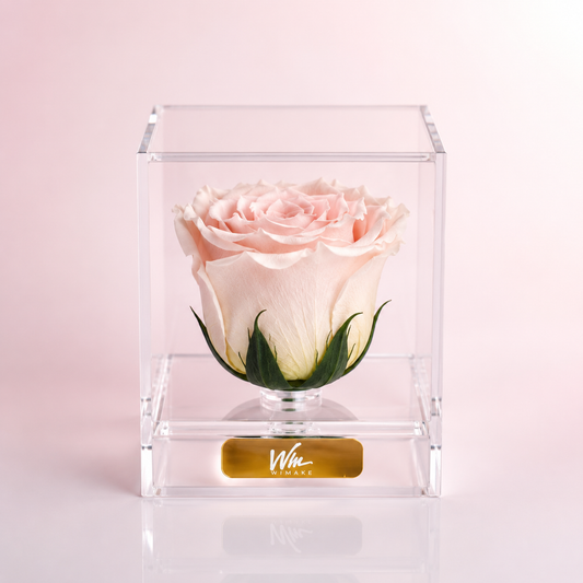 Blush Pearl (Rosa Preservada)
