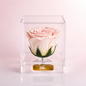 Blush Pearl (Rosa Preservada)